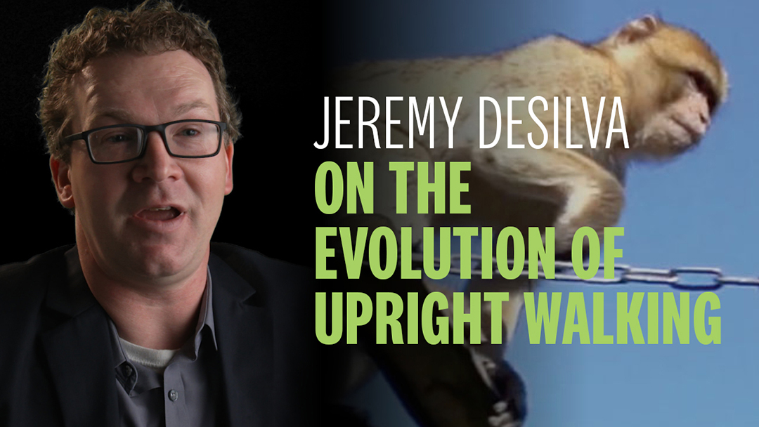 Jeremy DeSilva on the Evolution of Upright Walking